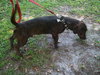 Dundee the Doxie