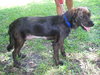 Tay the Spaniel