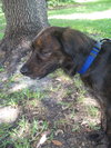 Tay the Spaniel