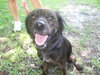 Tay the Spaniel
