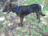 Tay the Spaniel