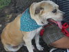 Hemming the Bulldog