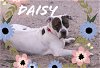 Daisy *BONDED WITH GUNNER*