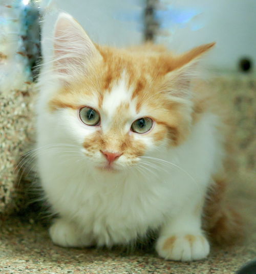 Leo