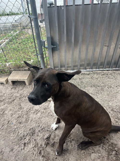 DUKE - Labrador Retriever / Terrier available for adoption