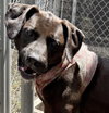Duke - Photo 5