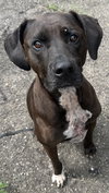 Duke - Photo 3