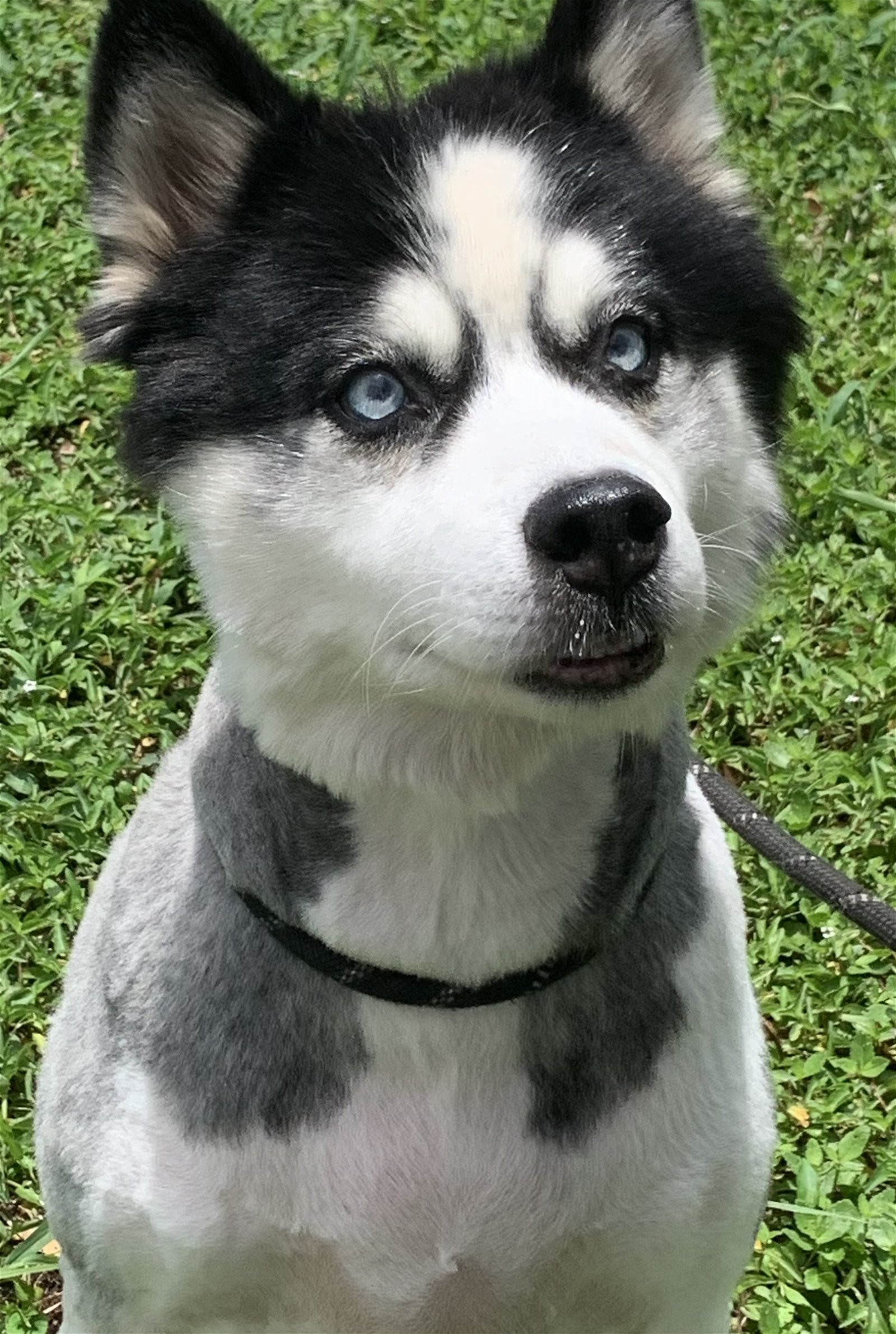 adoptable Dog in Sanford, FL named Kato