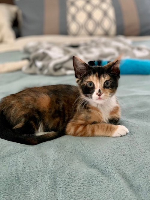 Evie *BONDED WITH TIANA*