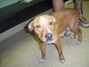 Annie the Puppy