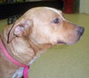 Annie the Puppy