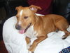 Annie the Puppy