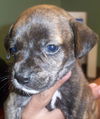 Tiger the  Puppy
