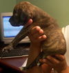 Tiger the  Puppy