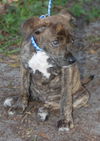 Tiger the  Puppy