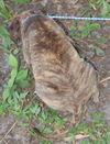 Tiger the  Puppy