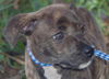 Tiger the  Puppy
