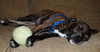 Tiger the  Puppy