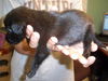 Salem the Puppy