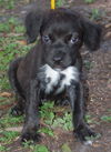 Salem the Puppy