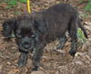 Salem the Puppy
