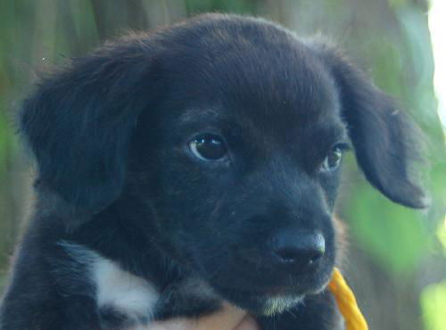 Salem the Puppy
