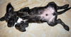 Salem the Puppy