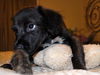 Salem the Puppy