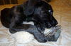 Salem the Puppy