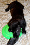 Salem the Puppy