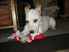 Marigold, My Favorite Puppy