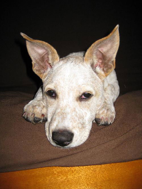 Marigold, My Favorite Puppy