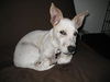Marigold, My Favorite Puppy