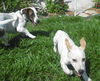 Marigold, My Favorite Puppy
