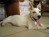 Marigold, My Favorite Puppy