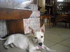 Marigold, My Favorite Puppy