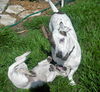 Marigold, My Favorite Puppy