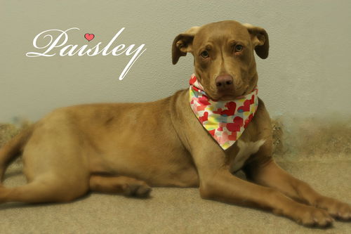 Paisley