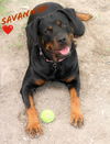 Savannah
