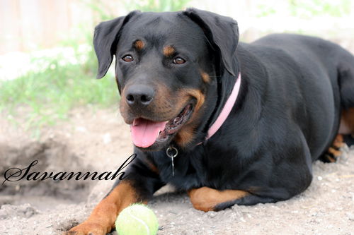 Savannah