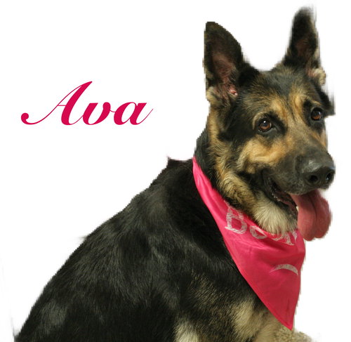 Ava