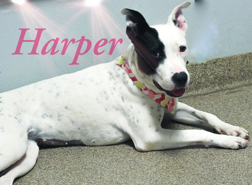 Harper