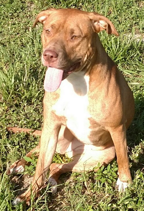 Carmine