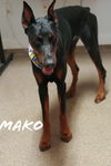 Mako