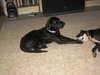 Hank the Great Dane