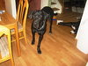 Hank the Great Dane