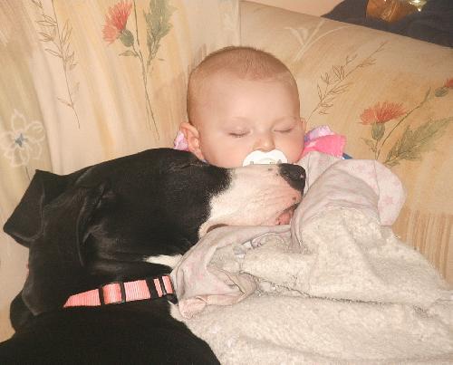 Lilly the Great Dane