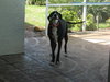 Lilly the Great Dane