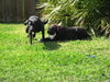 Lilly the Great Dane