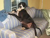 Lilly the Great Dane